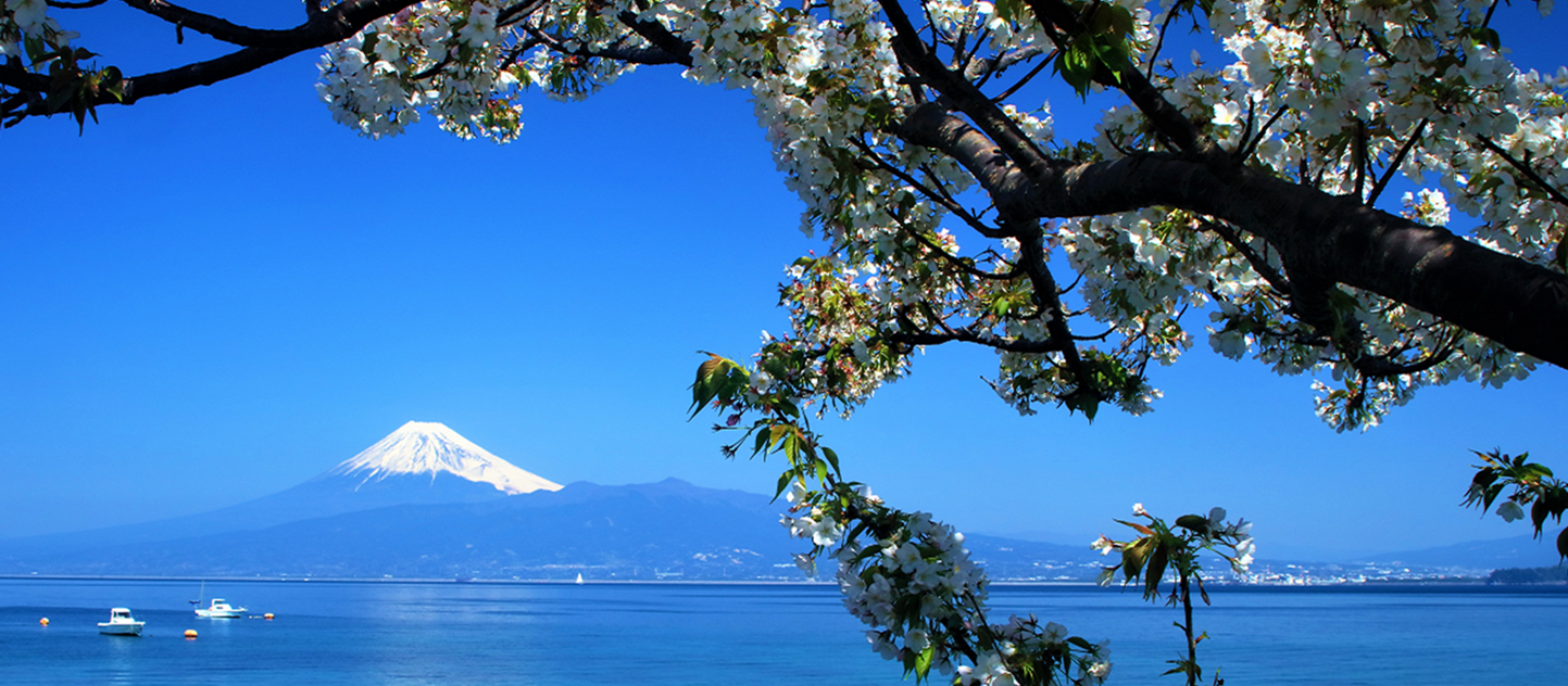 桜と富士山と駿河湾の写真