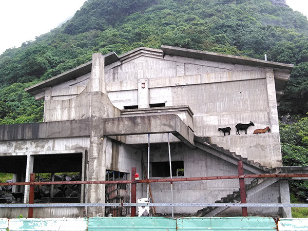 写真:建物の壁面にいるヤギ