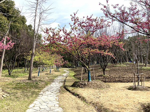 写真：河津桜4