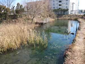 写真:隣接する青池湧水
