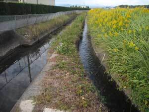写真:現在の水路状況2 左側:嶺田用水 右側:平田用水