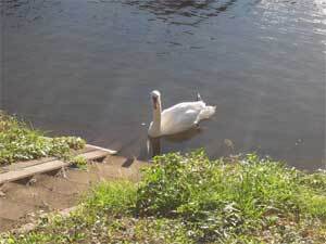 写真:池に棲む白鳥