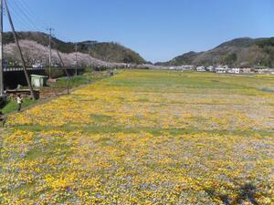 写真:稲刈り後の水田を利用した花畑
