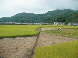写真:水田の状況