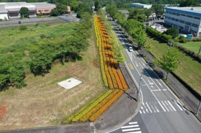 写真:小山町オリンピックコース沿い花壇