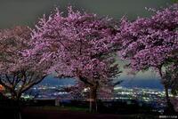 写真:入選4桜の風景