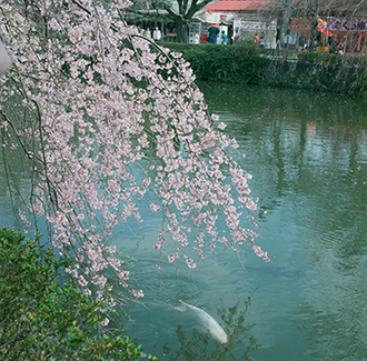 写真:平成26年度静岡県内の桜部門入選3