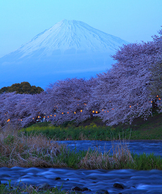 写真:平成27年度富士山と桜部門入選5