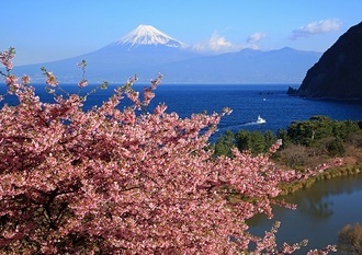 写真:平成29年度富士山と桜部門入選3