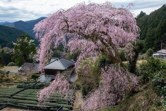 写真:令和2年度桜の風景部門入選3