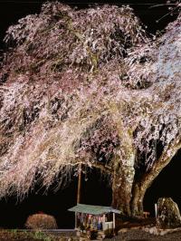 写真:令和3年度桜の風景部門入選2