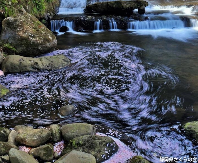 写真：散花の流れ