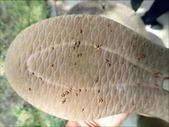 写真:靴の裏に刺さるメリケントキンソウの種子
