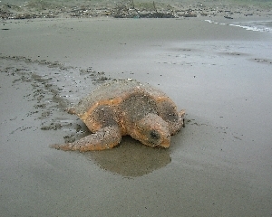 写真:アカウミガメ
