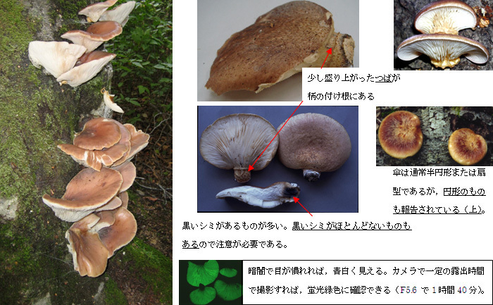 写真:ツキヨタケ