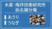 水産・海洋技術研究所　浜名湖分場（あさり・うなぎ）（外部リンク・新しいウィンドウで開きます）