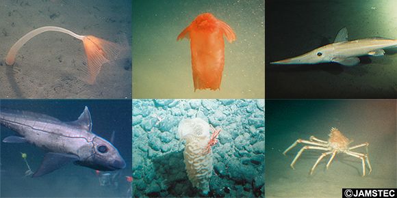 写真:駿河湾に生息する多様な深海生物