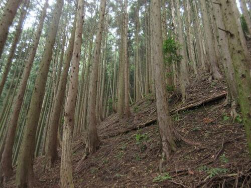 写真:整備前の森林