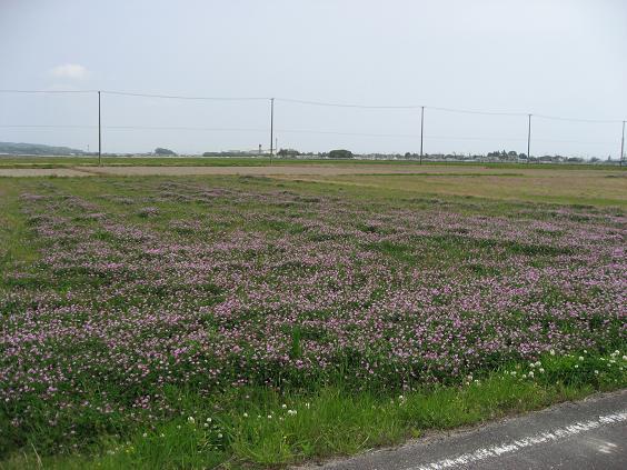 写真：緑肥