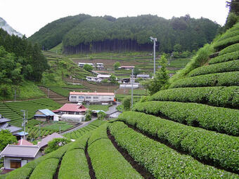写真:茶畑の広がる大代地区