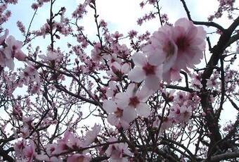 写真:アーモンドの花