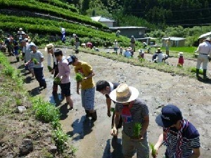 写真：平26年6月14日　田植え2