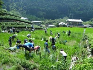 写真：草取り1