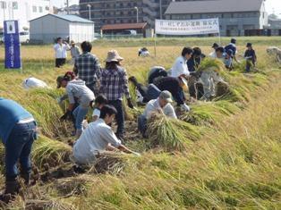 写真:田んぼの稲刈り作業風景