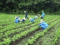 写真:草取り