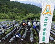 写真:サツマイモ定植作業2