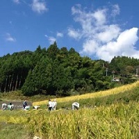 写真：稲刈り1