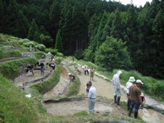 写真：280614大栗安田植え