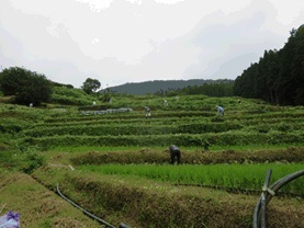 写真：280725大栗安草刈