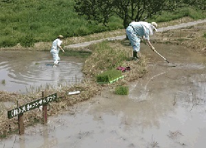 写真:田植えの様子