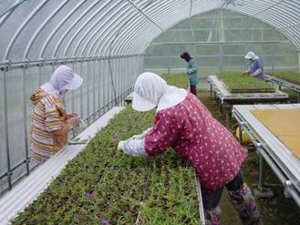 写真:法面に植栽する松葉菊は苗から作ります
