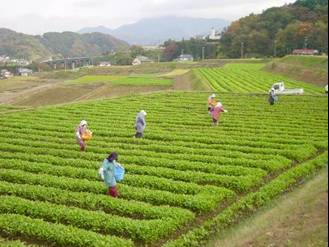 写真:オーナー用水かけ菜の栽培管理