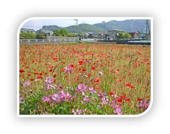 写真:植栽による景観向上