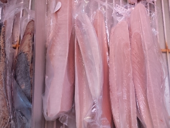写真:トンボマグロ