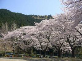 写真:桜