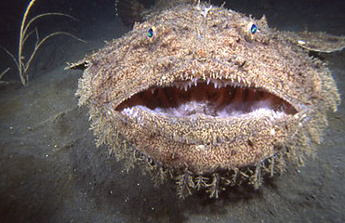 Yellow goosefish photo