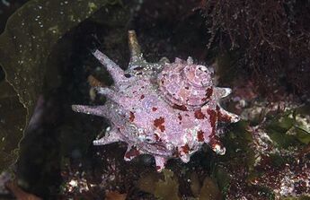 Turban Snail photo