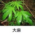 写真：大麻