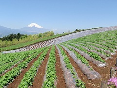 写真：野菜畑