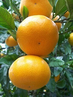 写真:寿太郎温州2