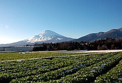 写真：水かけ菜の栽培風景