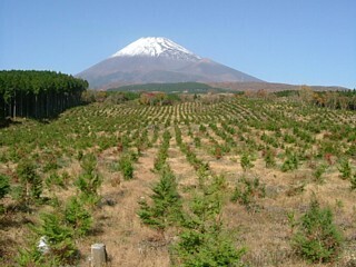 写真：ヒノキ植栽による造林地（裾野市）