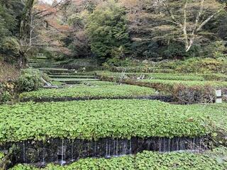 写真:わさびの生産風景