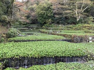 写真：わさびの生産風景