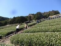 写真:茶畑