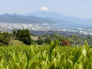 写真:日本平